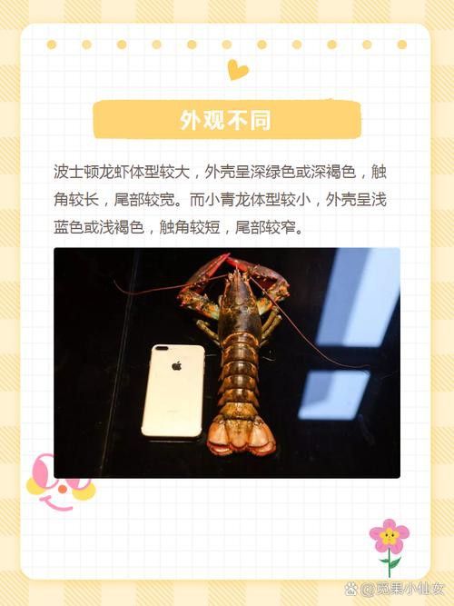 如何挑選新鮮的小青龍？