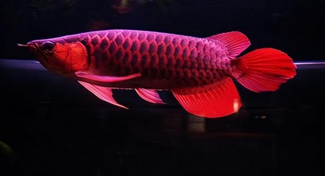 赤血紅龍魚賽級：赤血紅龍魚賽級的網址推薦
