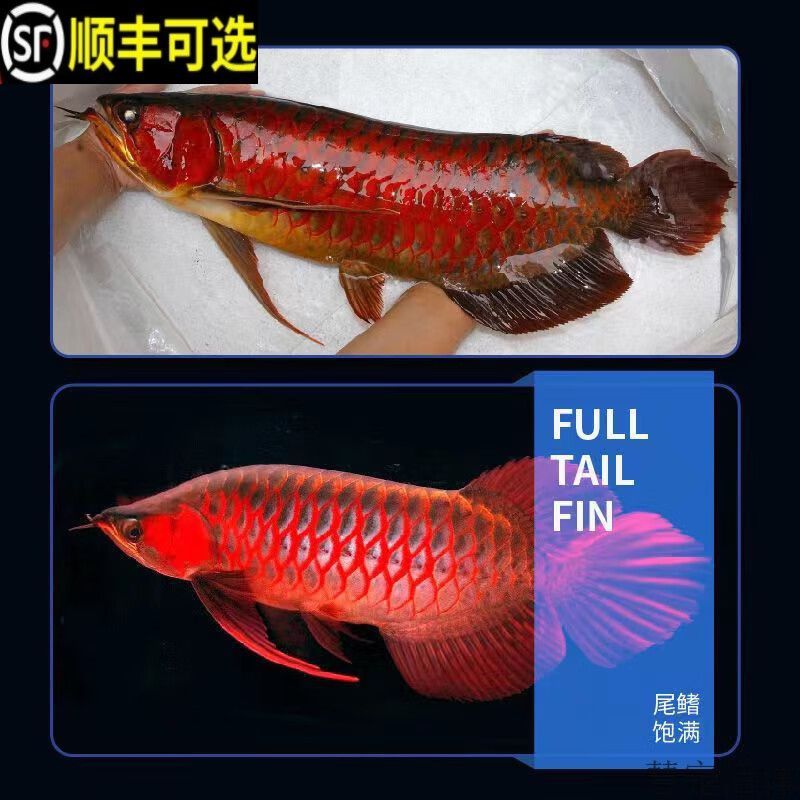 赤血紅龍魚賽級：赤血紅龍魚賽級的網址推薦