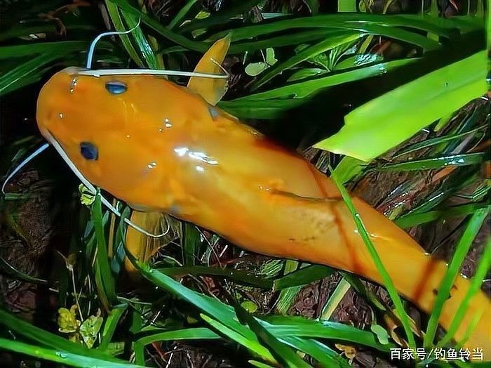 黃公龍魚圖片高清