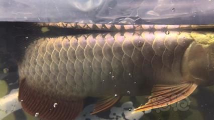 龍魚棉口（如何預防龍魚棉口?。?></span><span id=