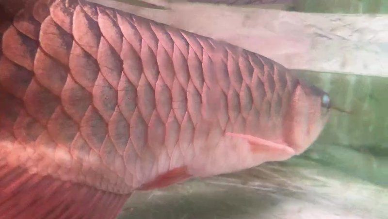 如何預防龍魚黑身松鱗綜合癥？