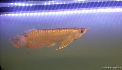 網上賣的龍魚怎么樣（網上購買龍魚可靠嗎）