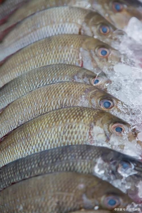 汕頭杜龍魚是什么魚種圖片大全