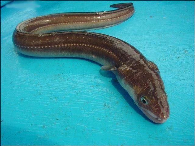 汕頭杜龍魚是什么魚種圖片大全