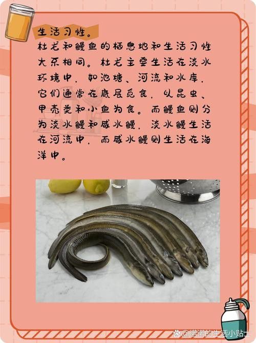 汕頭杜龍魚是什么魚種圖片大全