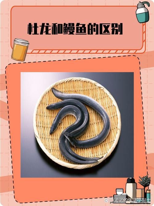 汕頭杜龍魚是什么魚種圖片大全