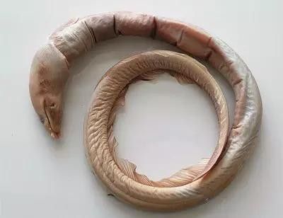 汕頭杜龍魚是什么魚種圖片大全