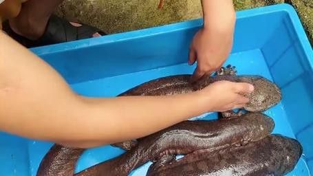汕頭杜龍魚是什么魚種圖片大全