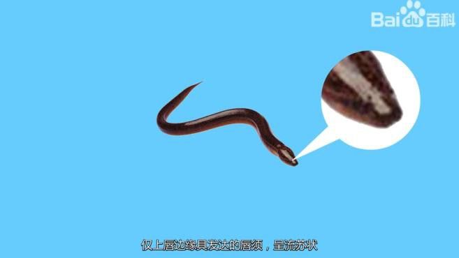 汕頭杜龍魚是什么魚種圖片大全