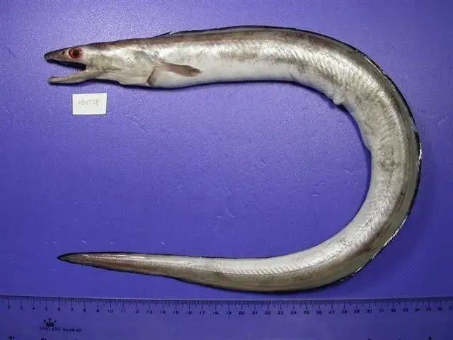 汕頭杜龍魚是什么魚種圖片大全