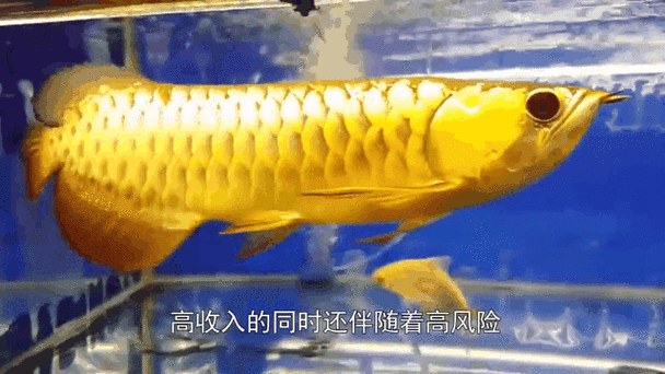 有哪些免費金龍魚動態壁紙？