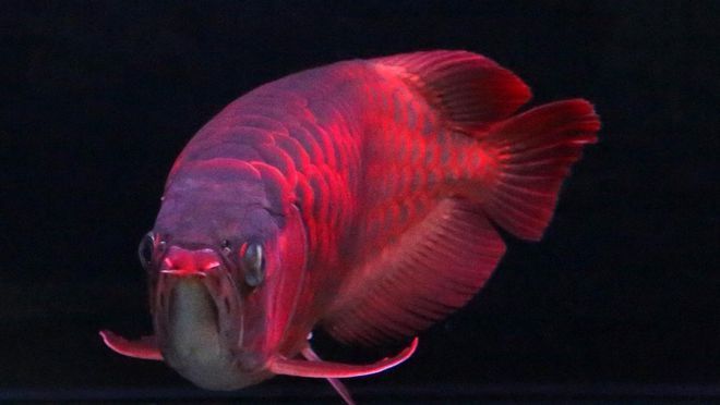 龍魚有哪些顏色好看：如何挑選高品質(zhì)龍魚