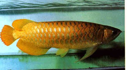 龍魚有哪些顏色好看：如何挑選高品質(zhì)龍魚