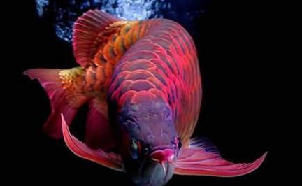 龍魚有哪些顏色好看：如何挑選高品質(zhì)龍魚