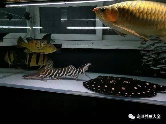 斑馬鴨嘴魚和龍魚混養好嗎圖片對比