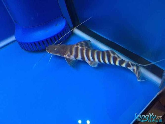 斑馬鴨嘴魚和龍魚混養好嗎圖片對比