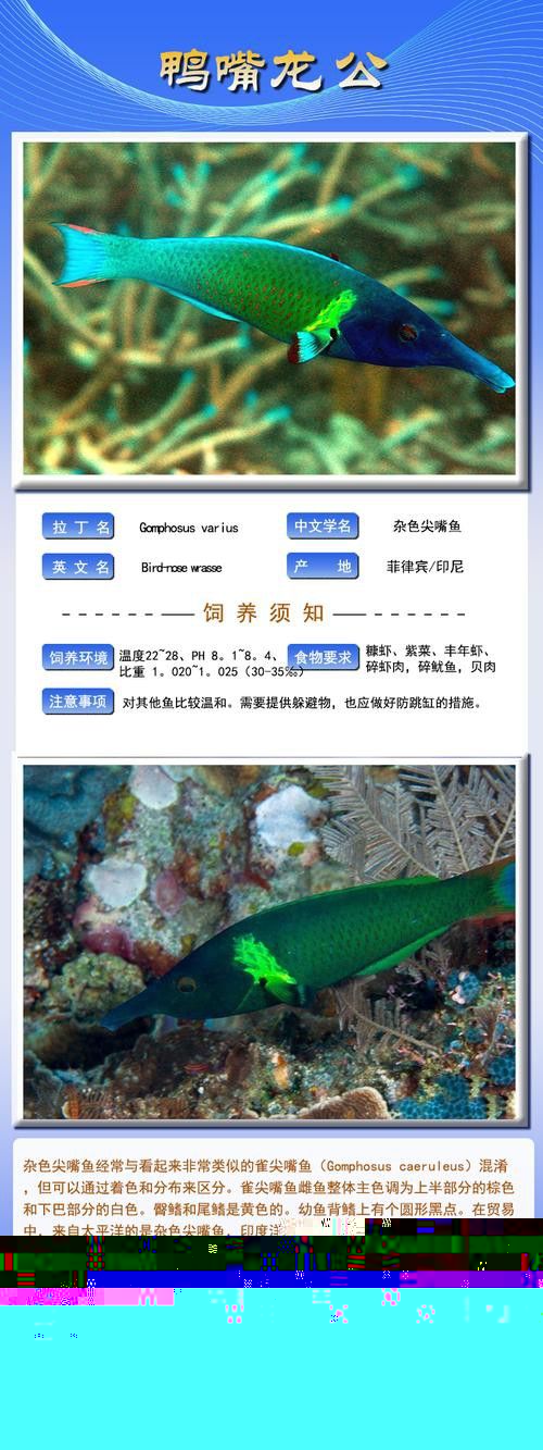 斑馬鴨嘴魚和龍魚混養好嗎圖片對比