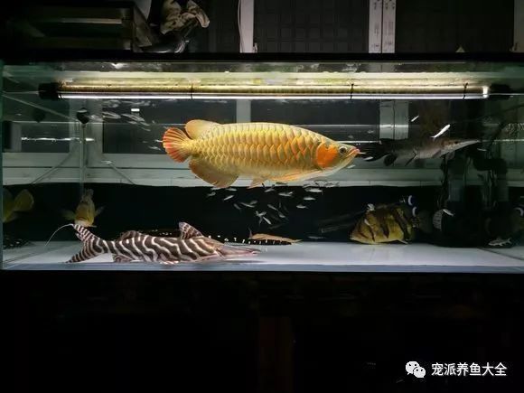 斑馬鴨嘴魚和龍魚混養好嗎圖片對比