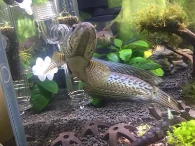 龍魚吃水草嗎？：龍魚會吃水草嗎？