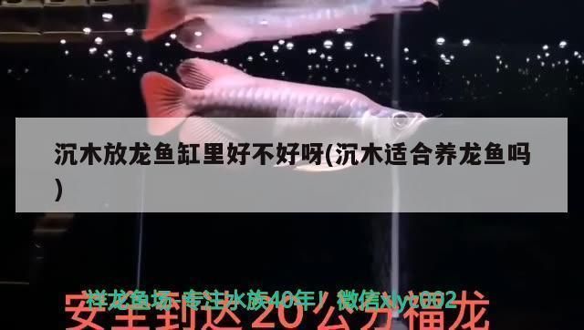 龍魚(yú)缸放什么沉木好看：龍魚(yú)缸放什么樣的沉木好看