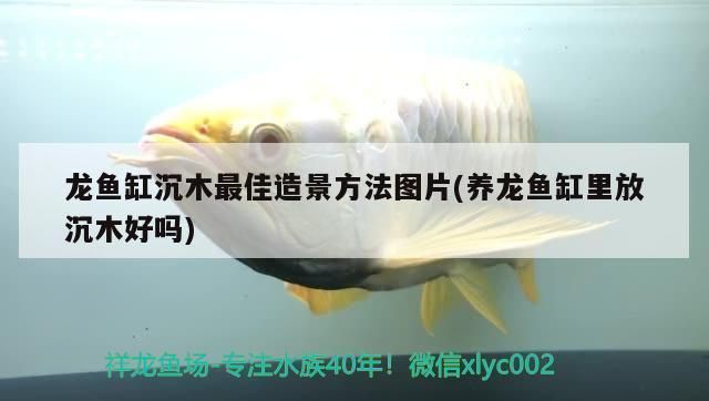 龍魚(yú)缸放什么沉木好看：龍魚(yú)缸放什么樣的沉木好看