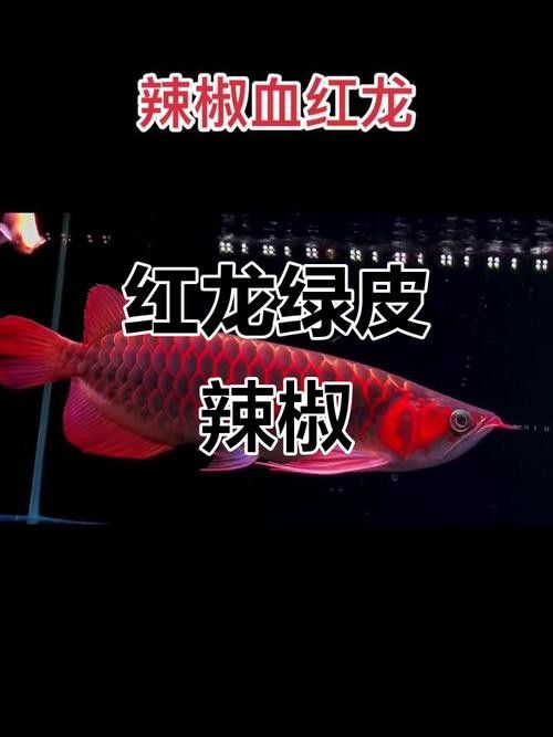 小紅龍魚圖片大全