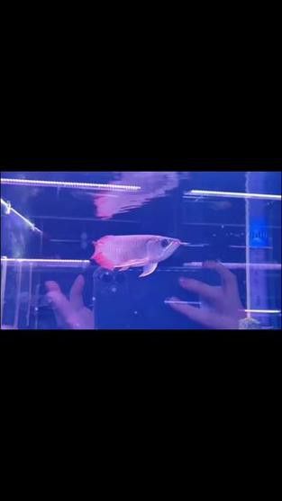 小紅龍魚圖片大全