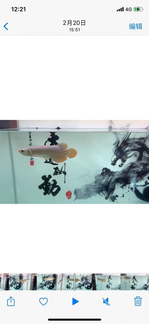 小紅龍魚圖片大全