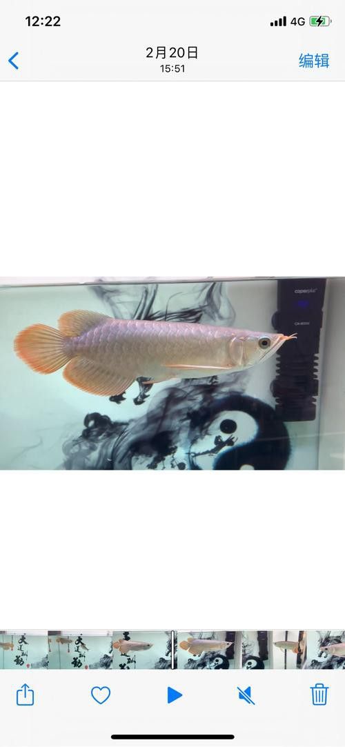 小紅龍魚圖片大全