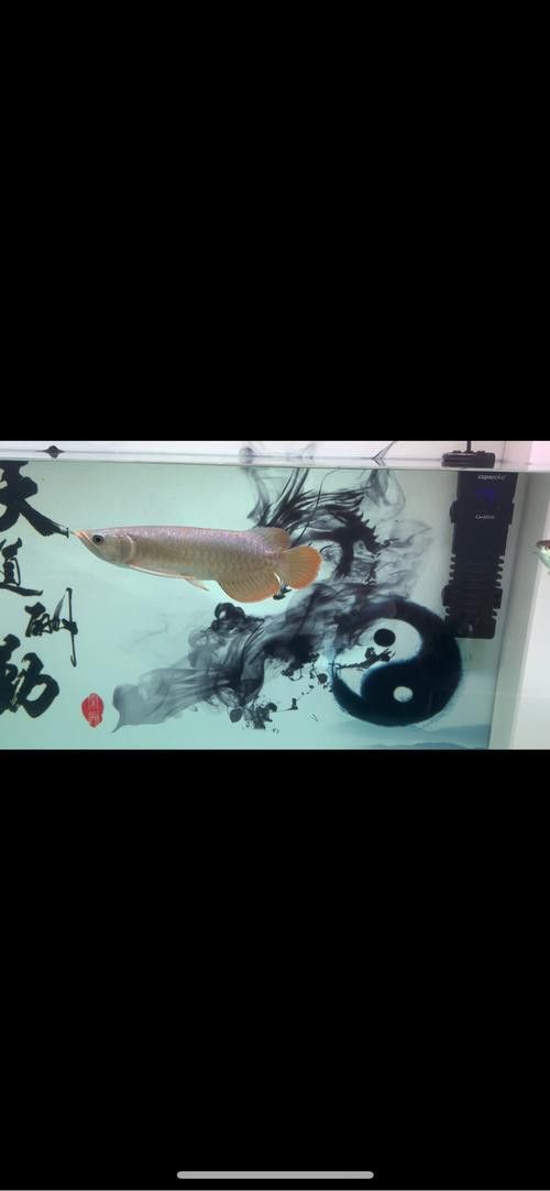 小紅龍魚圖片大全