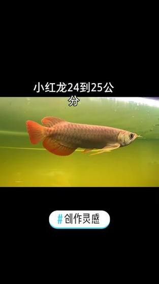 小紅龍魚圖片大全