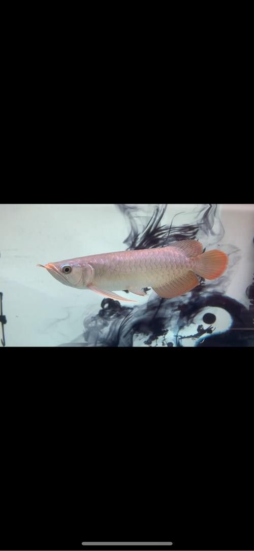 小紅龍魚圖片大全