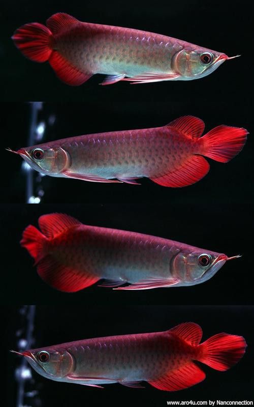 小紅龍魚圖片大全