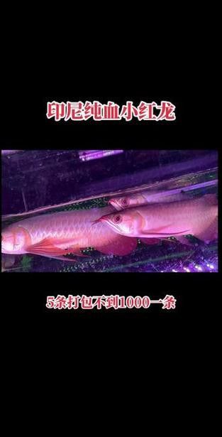 小紅龍魚圖片大全