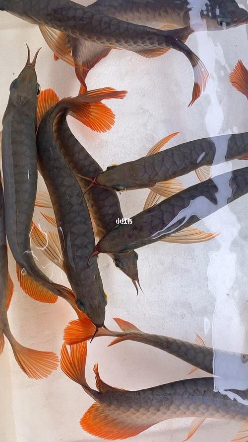 小紅龍魚圖片大全