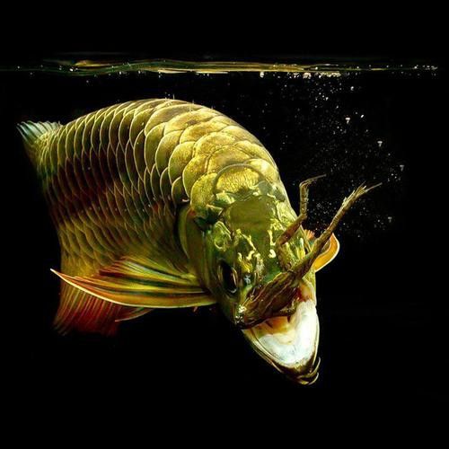 小紅龍魚圖片大全
