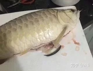 龍魚肚子凹凸不平：龍魚肚子凹凸不平可能是由多種原因引起的