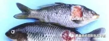 龍魚爛身病如何早期發(fā)現(xiàn)？