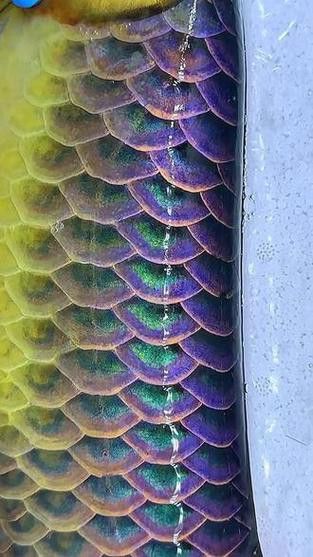 過背藍底金龍魚圖片欣賞 龍魚百科 第5張 過背藍底金龍魚圖片欣賞 過背藍底金龍魚圖片欣賞 龍魚百科 第5張