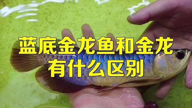 過背藍底金龍魚圖片欣賞 過背藍底金龍魚圖片欣賞 龍魚百科 第24張
