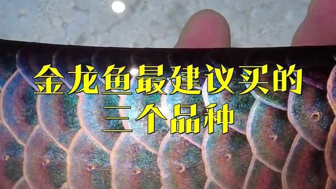 過背藍底金龍魚圖片欣賞 過背藍底金龍魚圖片欣賞 龍魚百科 第26張