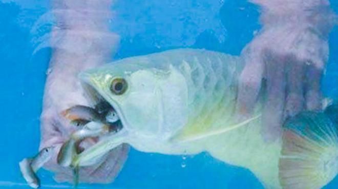 金龍魚嘴里吐白絲是怎么回事：金龍魚嘴里吐白絲可能是由于幾個不同的原因導致的