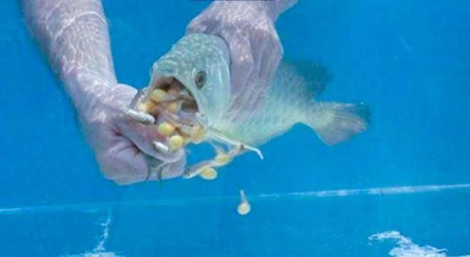金龍魚嘴里吐白絲是怎么回事：金龍魚嘴里吐白絲可能是由于幾個不同的原因導致的