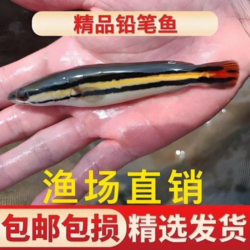 雷龍魚在哪買