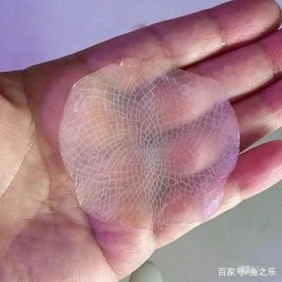 龍魚鱗片松動需要拔掉嗎？