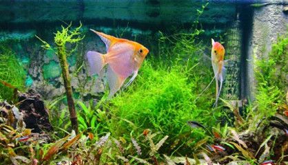 龍魚戰船混養好不好養：龍魚和戰船魚混養是否可行？