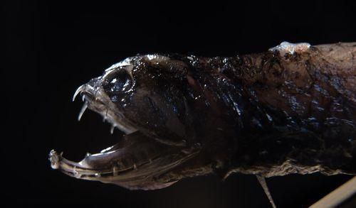 龍魚身上被咬爛,還能長好嗎（龍魚被咬爛后能否長好）