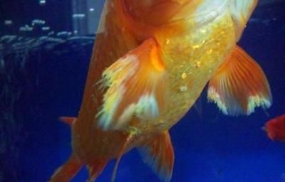 龍魚身上被咬爛,還能長好嗎（龍魚被咬爛后能否長好）
