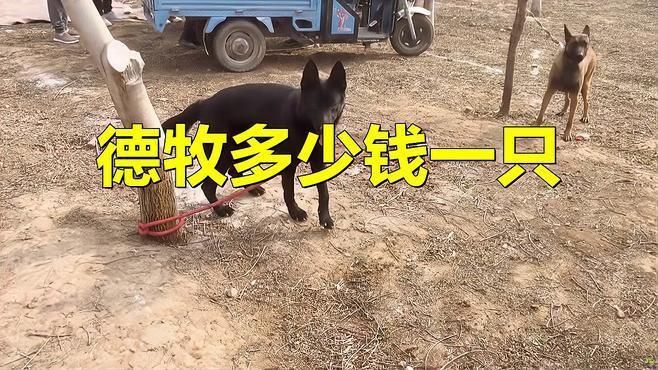賽級德牧一般多少錢